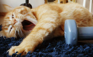 Fitness : les vidéos pour faire du sport à la maison